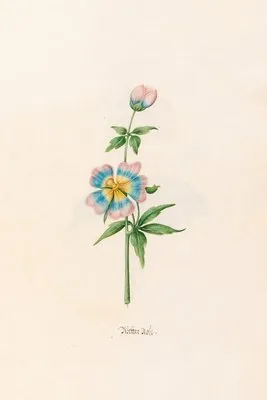 Wetter rose (1692) (Wetter rose (1692))