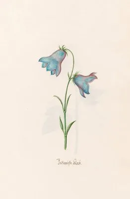 Indianishe klock (1692) (Indianishe klock (1692))
