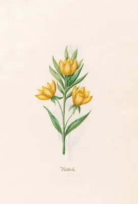 Wiedrich (1692) (Wiedrich (1692))