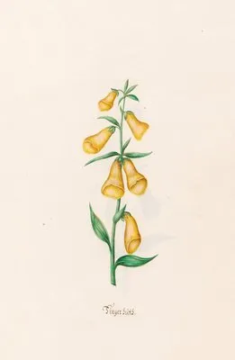 Fingerhüts (1692)