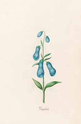 Fingerhüts (1692)