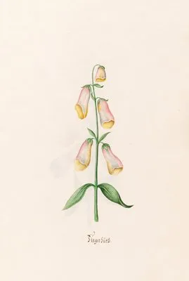 Fingerhüts (1692)