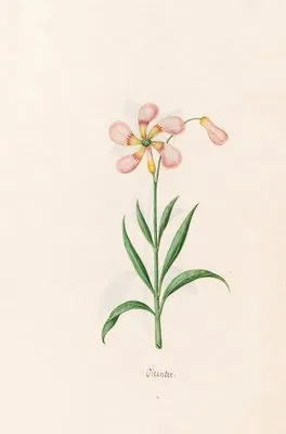 Oleander (1692)