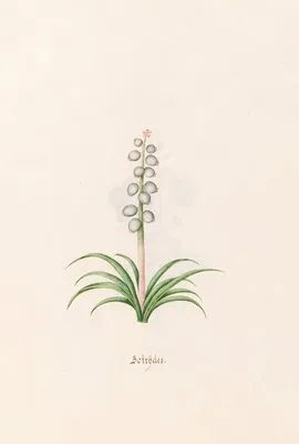 Botrÿdes (1692)