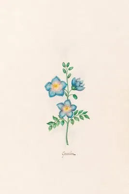 Geraniüm (1692)