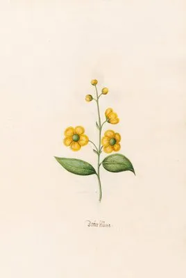 Dotter blüme (1692)