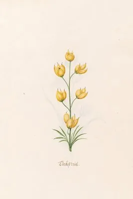Türckish veiel (1692)
