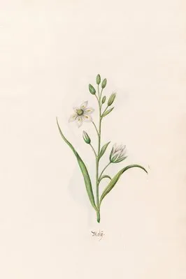 Molÿ (1692)