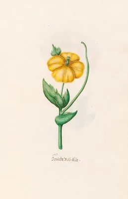 Burnischte Mohnblüt (1692)