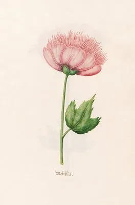 Mohnblüt (1692)