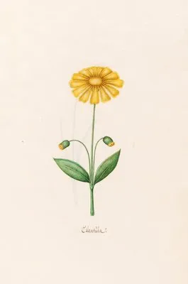 Calentüla (1692)