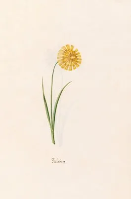 Bocksbart (1692) (Bocksbart (1692))