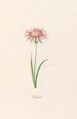Bocksbart (1692) (Bocksbart (1692))