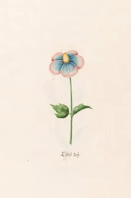 Lÿbish rose (1692)