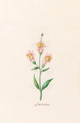 Löwen rachen (1692)