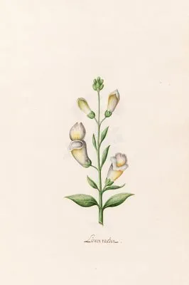 Löwen rachen (1692)