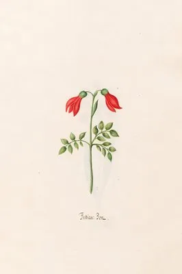 Indian; Bon (1692) (Indian; Bon (1692))