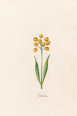 Gnaphaliüm (1692)