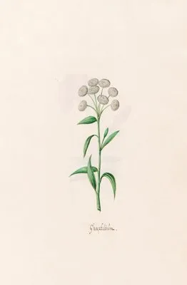 Gnaphaliüm (1692)