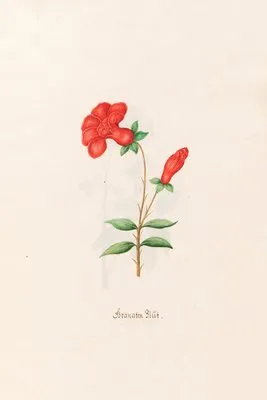 Granaten Blüt (1692)