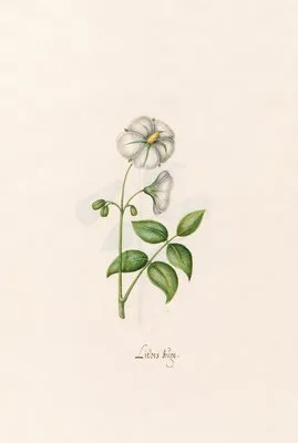 Liebes Aüge (1692)