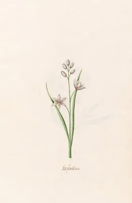 Asphodilus (1692) (Asphodilus (1692))