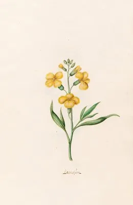 Leucojüm (1692)
