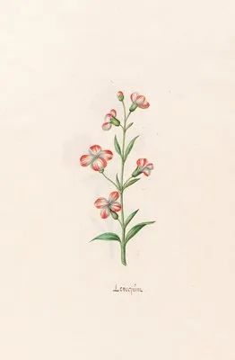 Leucojüm (1692)
