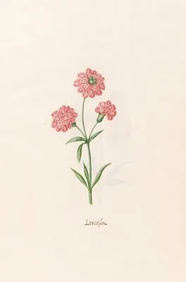 Leucojüm (1692)