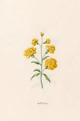 Leucojum (1692) (Leucojum (1692))