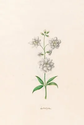 Leucojum (1692) (Leucojum (1692))