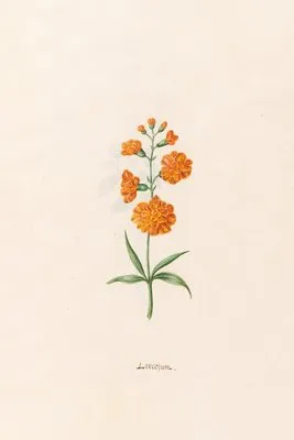 Leucojum (1692) (Leucojum (1692))