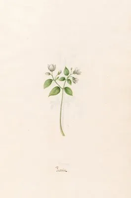 Jasmin (1692) (Jasmin (1692))