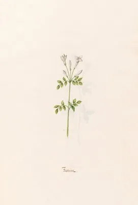 Jasmin (1692) (Jasmin (1692))