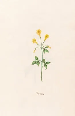Jasmin (1692) (Jasmin (1692))