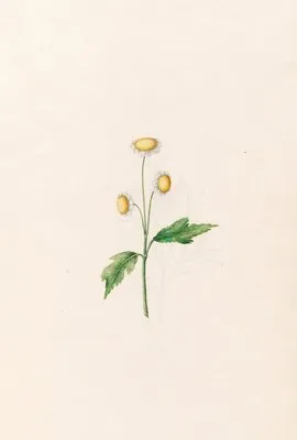 Daisy (1692) (Daisy (1692))