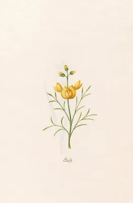 Ginst (1692) (Ginst (1692))