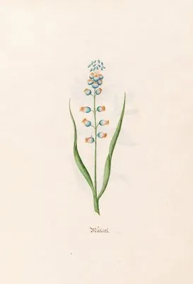 Müscari (1692)