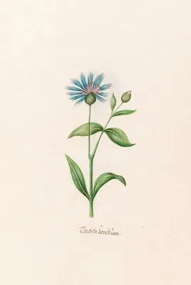 Türckishe kornblüme (1692)