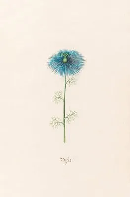 Nigellx. [Nigella] (1692) (Nigellx. [Nigella] (1692))