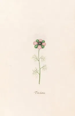 Flos Adonis (1692) (Flos Adonis (1692))
