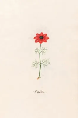 Flos Adonis (1692) (Flos Adonis (1692))