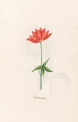 Herbst Anemon (1692) (Herbst Anemon (1692))