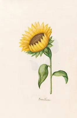 Sonnen Blüme (1692)