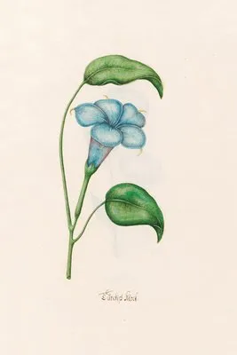 Türckish klock (1692)