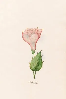 Türck. Klock (1692)
