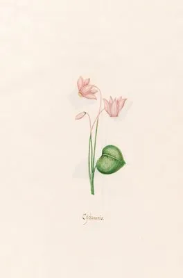 Cÿclaminis. [Cyclamen] (1692)