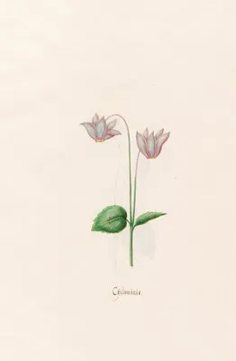 Cÿclaminis. [Cyclamen] (1692)