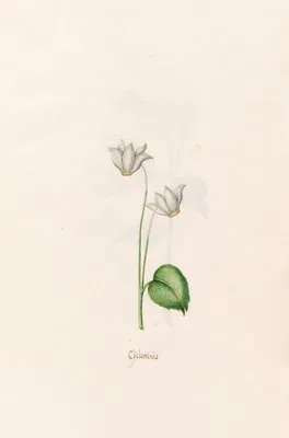 Cÿclaminis. [Cyclamen] (1692)