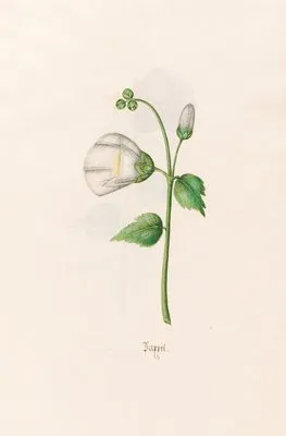 Pappel (1692) (Pappel (1692))